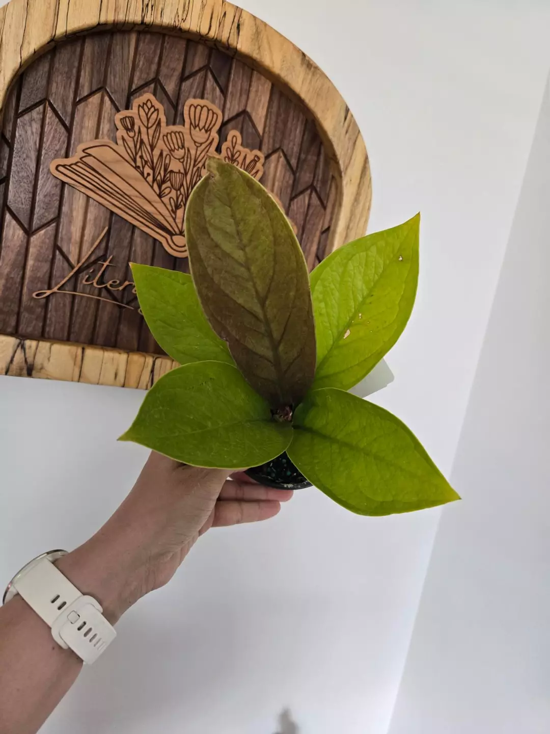 Anthurium King of Kings thumbnail