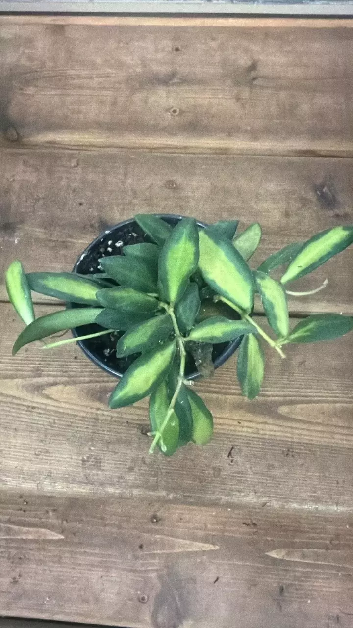Hoya Heuscakeliana Variegated thumbnail