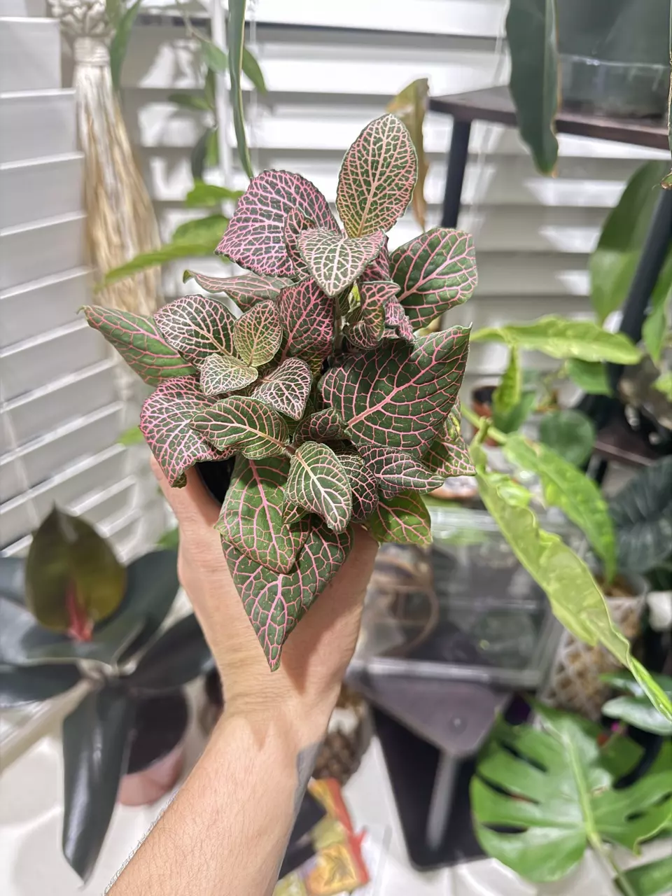 🌿 Fittonia (Nerve Plant) – Pink Veins | Indoor Tropical Plant thumbnail