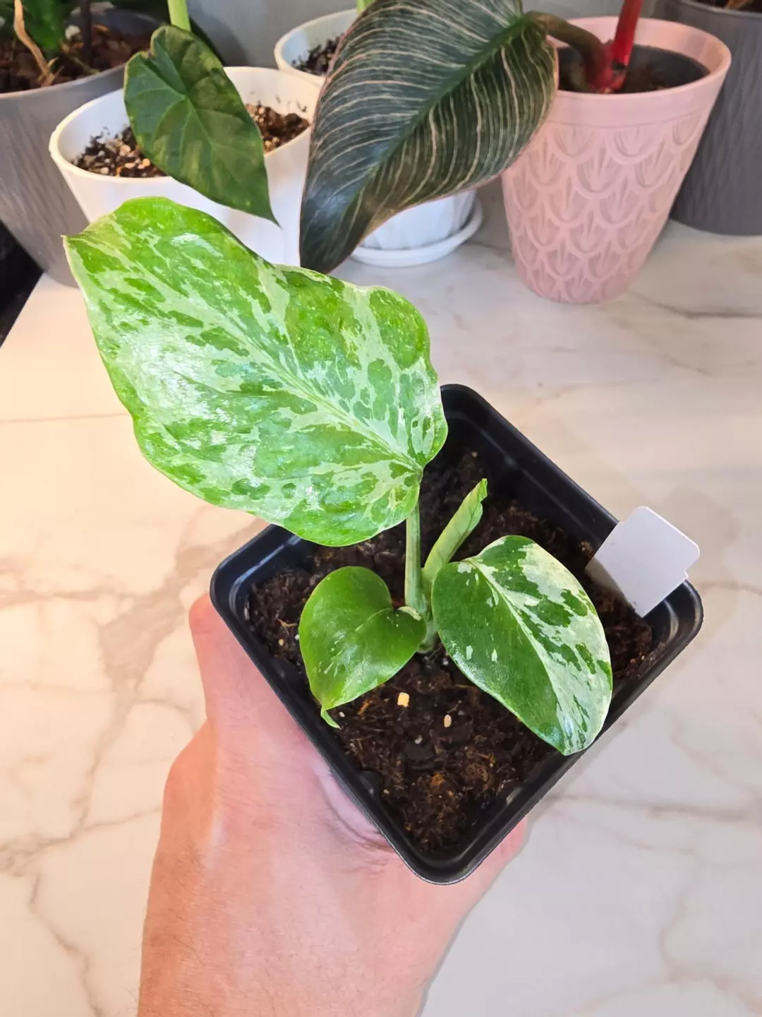 Monstera 'Bulbasaur' thumbnail