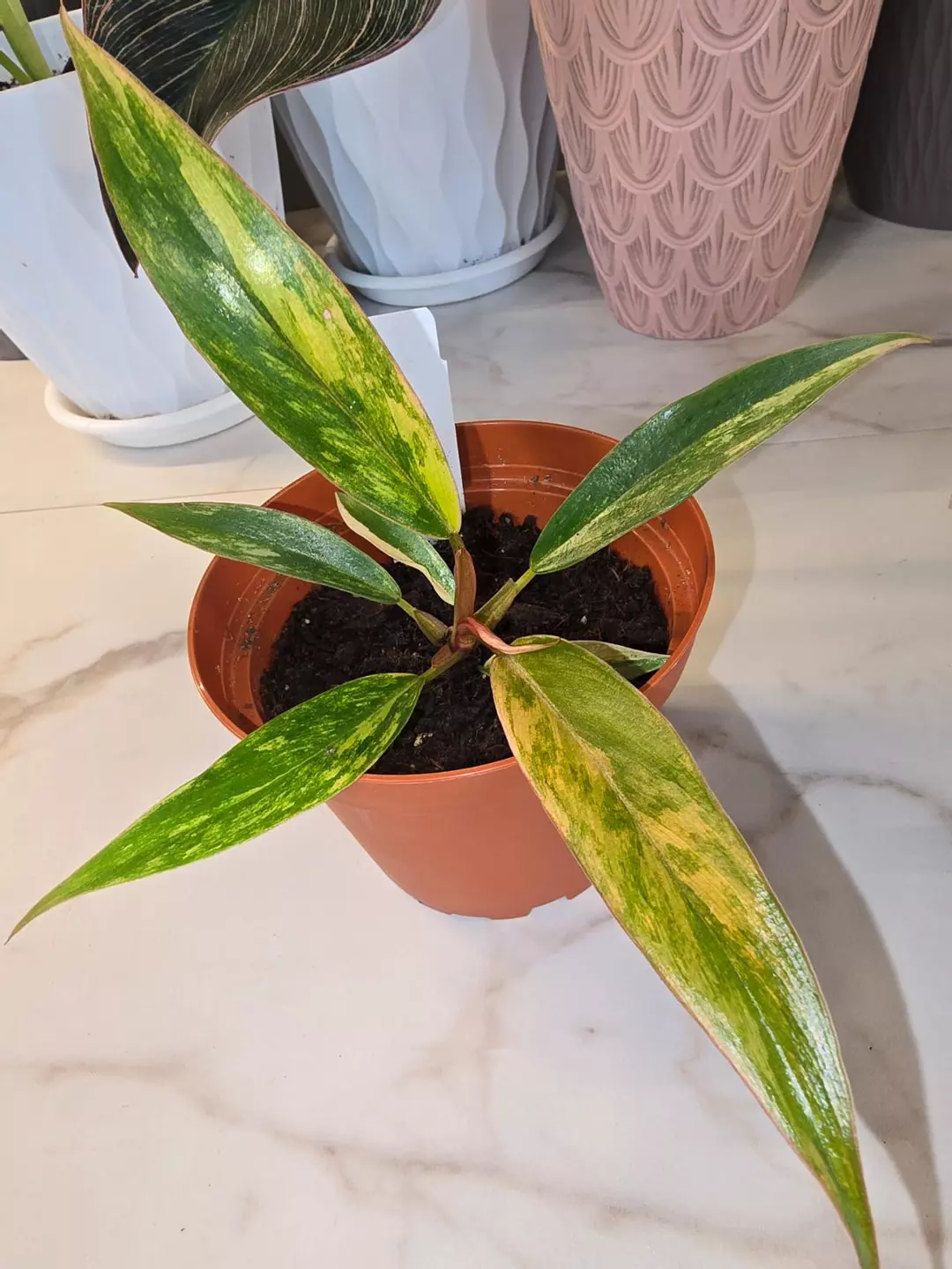 Philodendron 'Caramel Marble' thumbnail