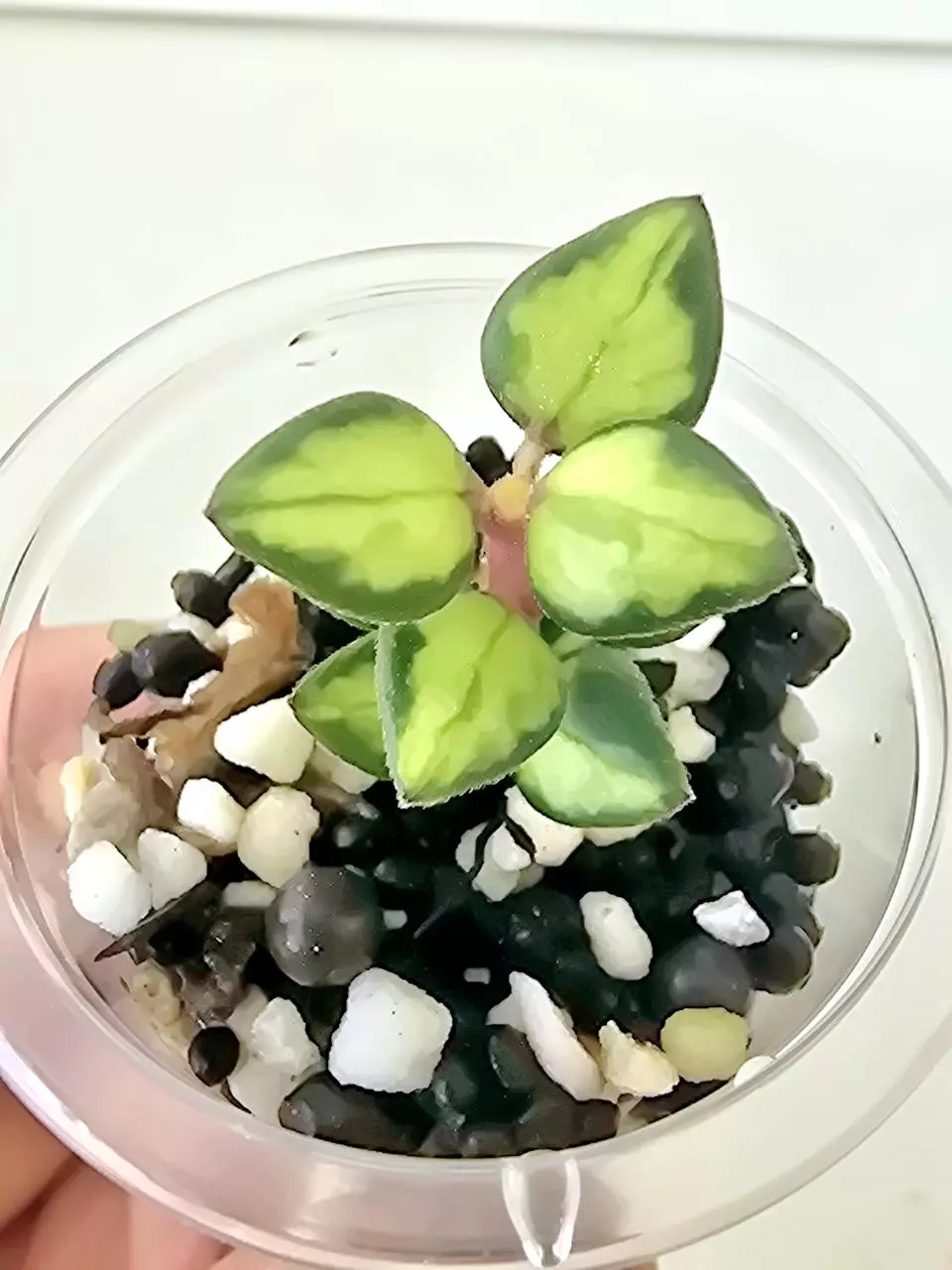 Hoya Chinghungensis Variegated thumbnail