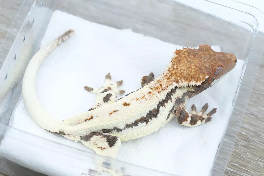 #382 27g male tux line x Bloodbath line Frappuccino thumbnail