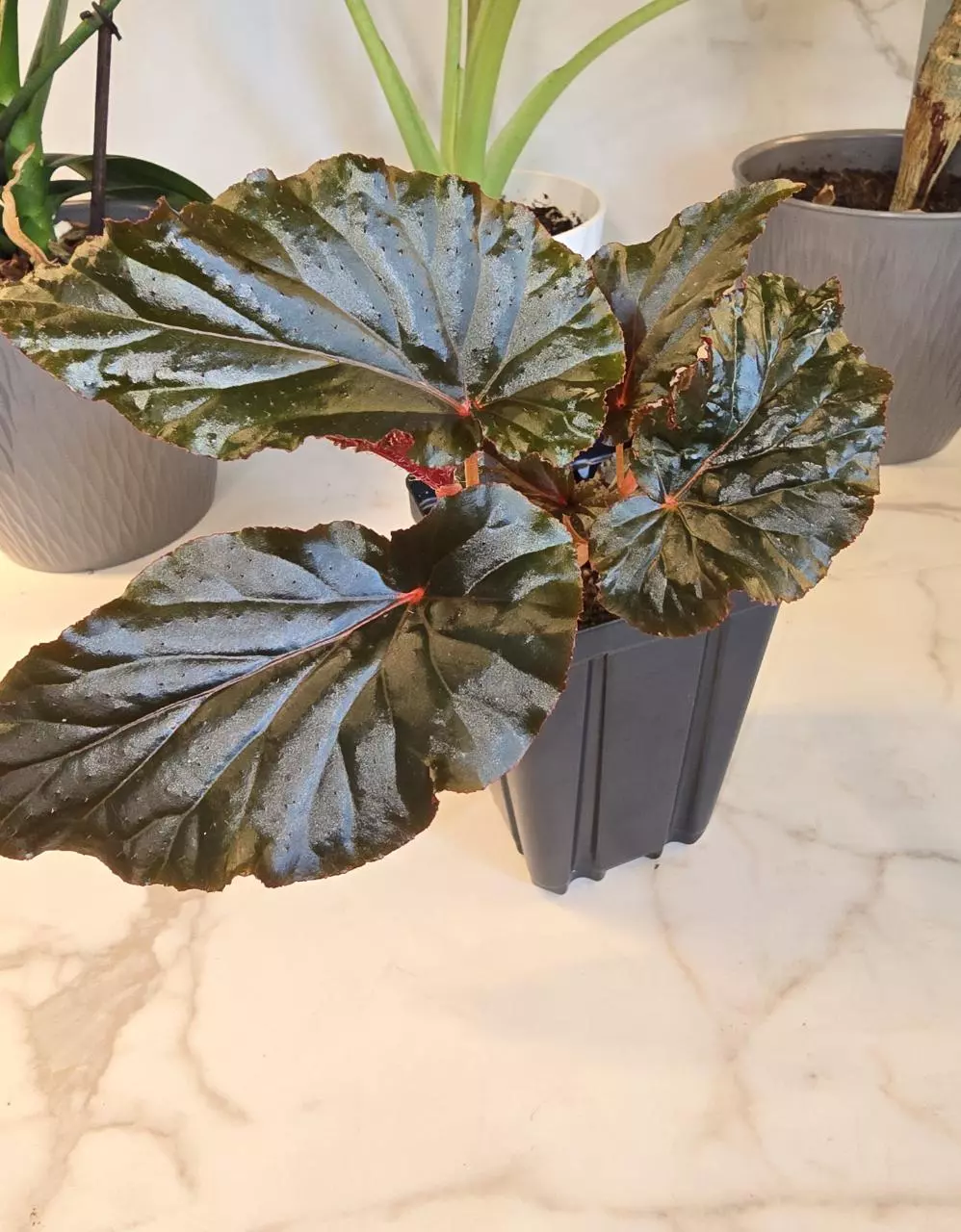 Begonia 'Black Magic' thumbnail