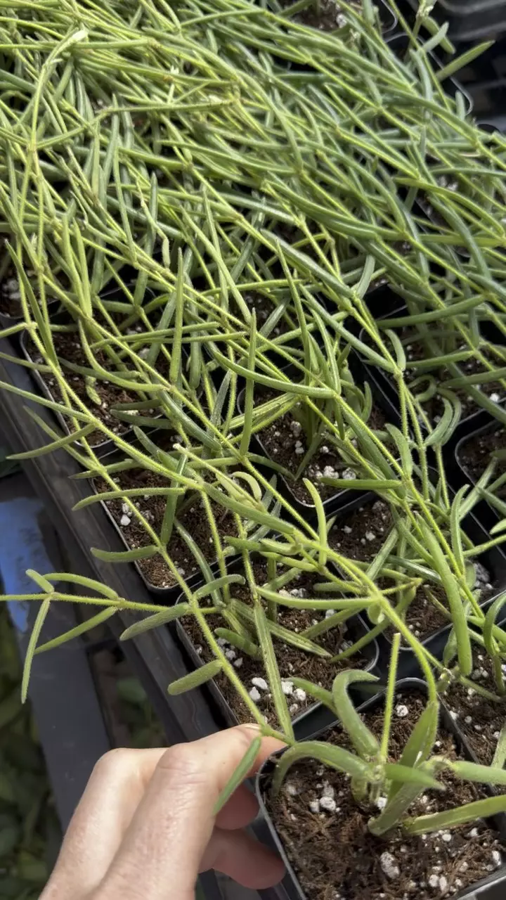 2 inch Trailing Linearis thumbnail