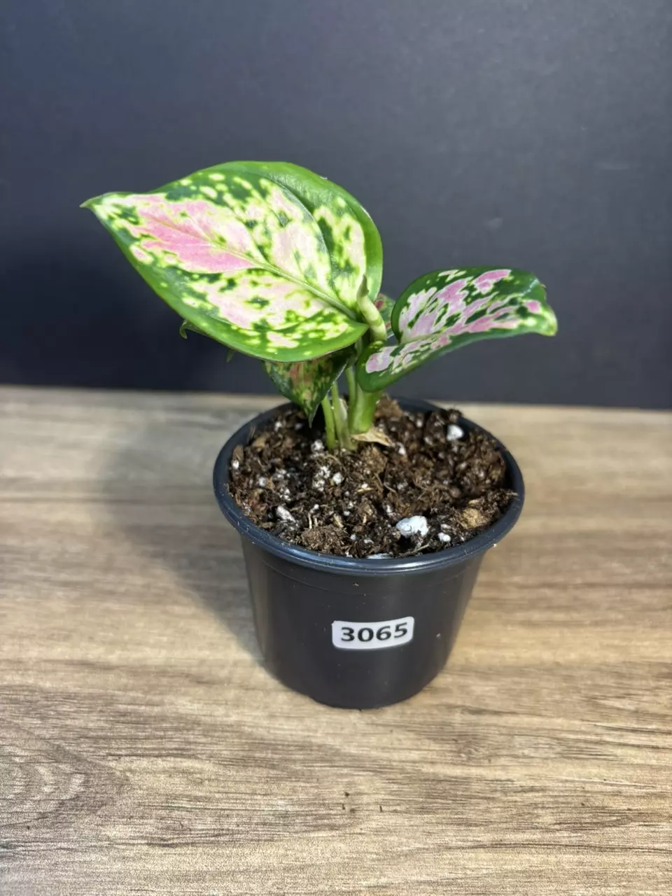Aglaonema Red Valentine 3” 3065 thumbnail