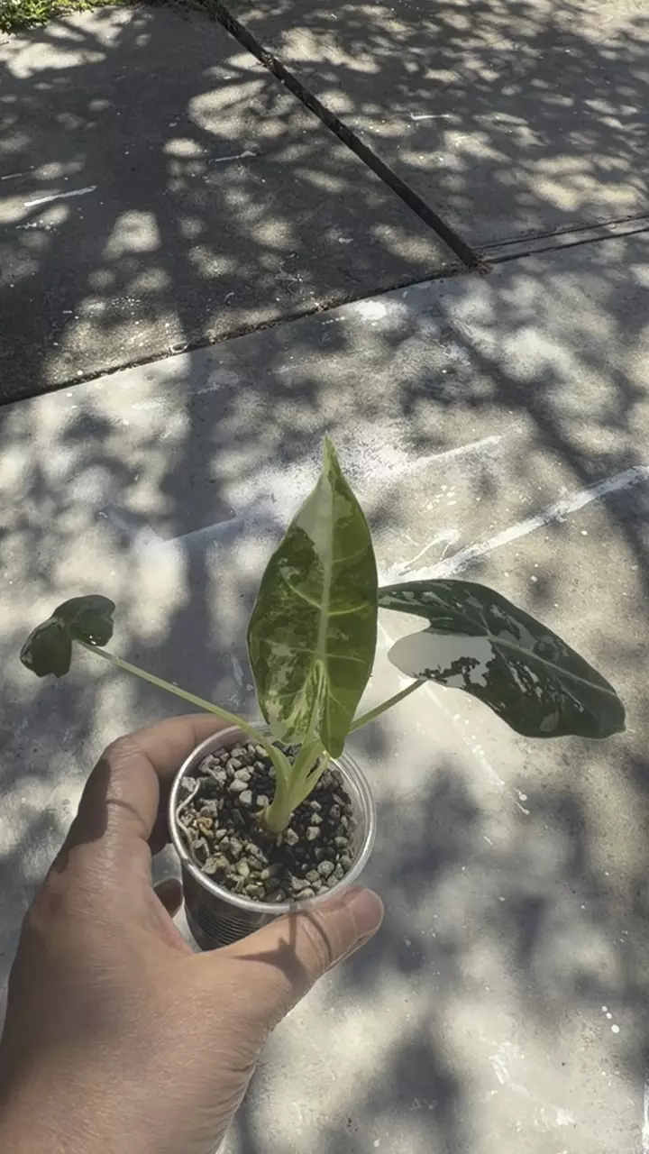 Alocasia Frydek Variegated thumbnail