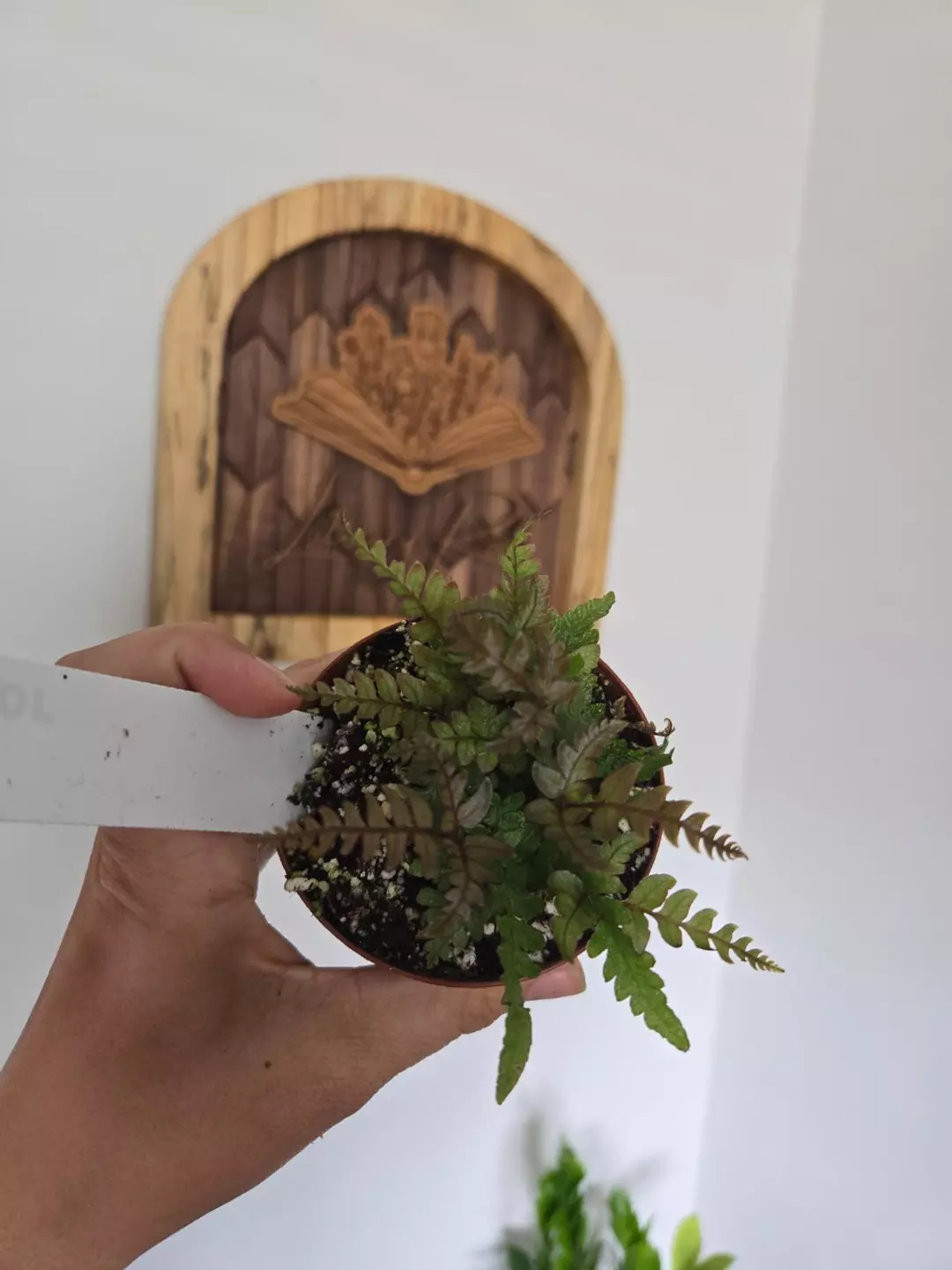 Tricolor Fern thumbnail