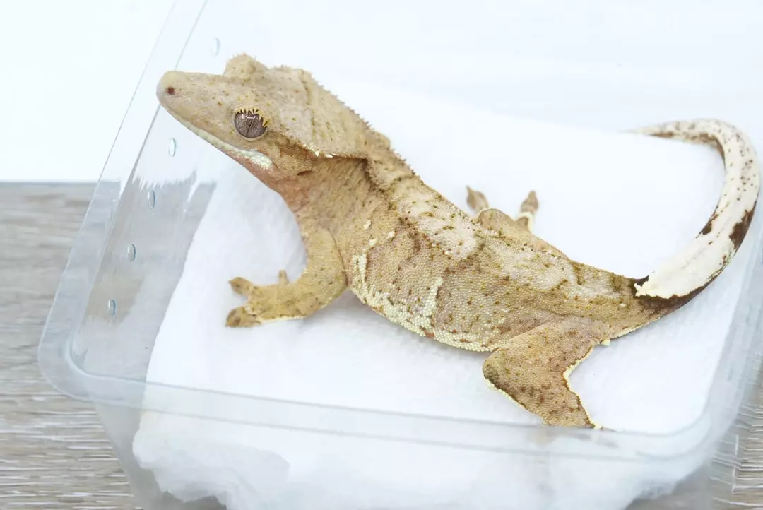 #384 25g female yellow phantom tiger thumbnail