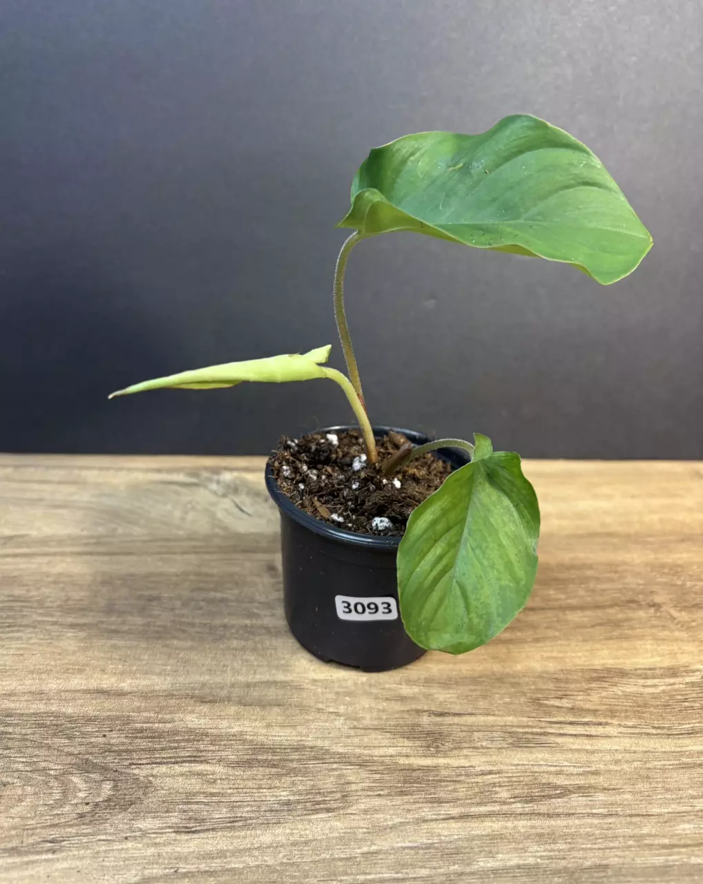 Adelonema Red Velvet 3” 3093 thumbnail