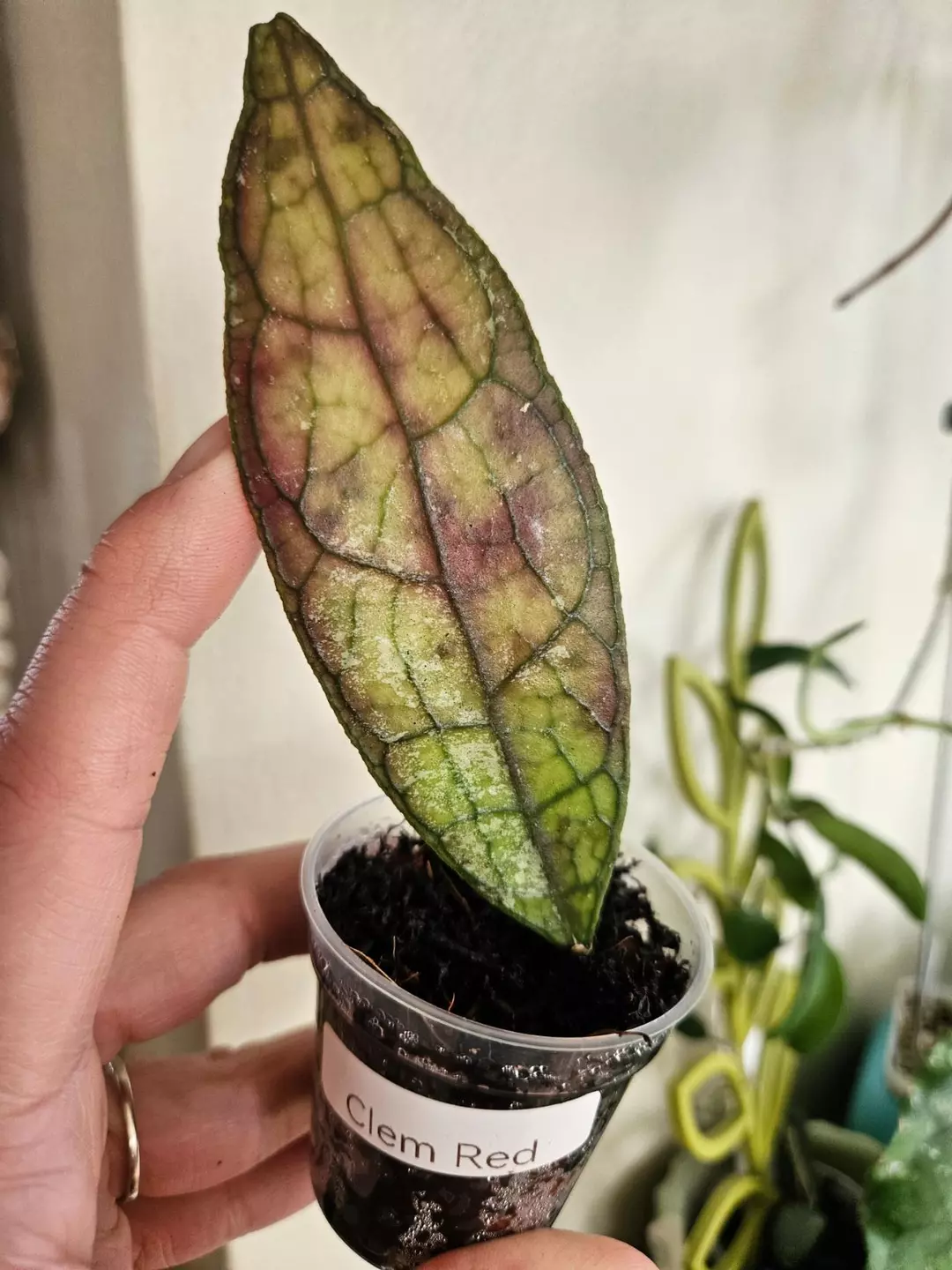 Clemensiorum red starter thumbnail