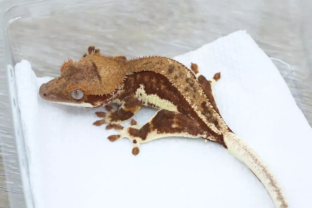 #391 10g male brick red phantom lily thumbnail