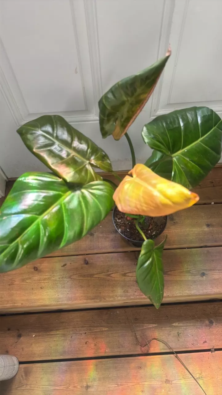 Philodendron Summer Glory 6” thumbnail