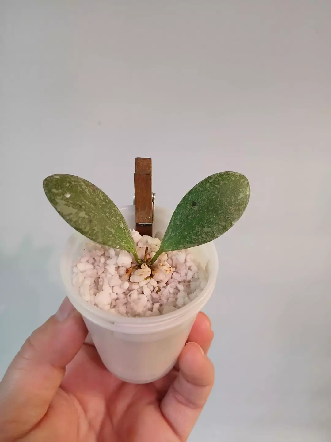 Hoya ETS-10 Silver Cutting thumbnail