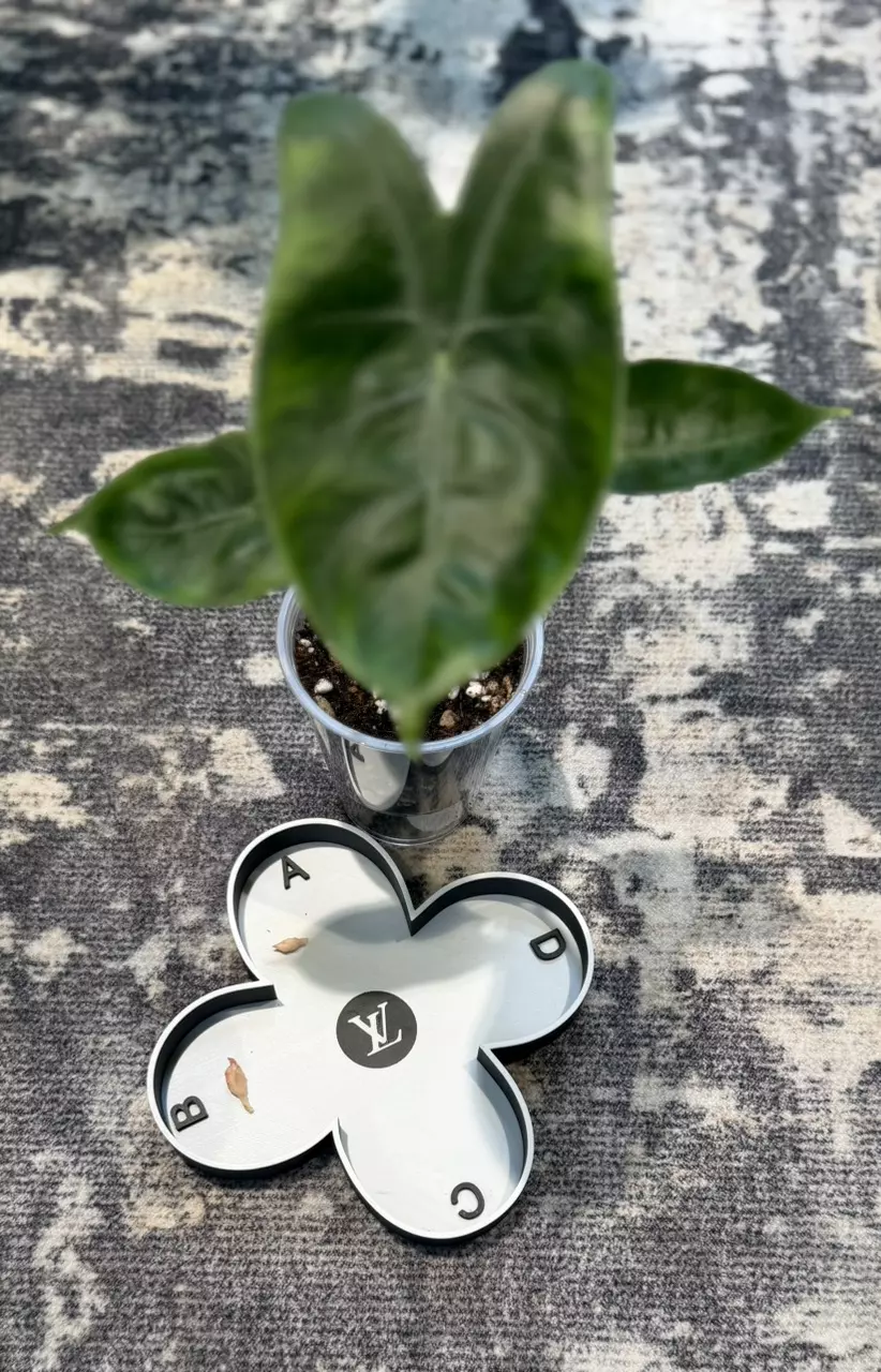 Alocasia Longiloba Aurea corm thumbnail