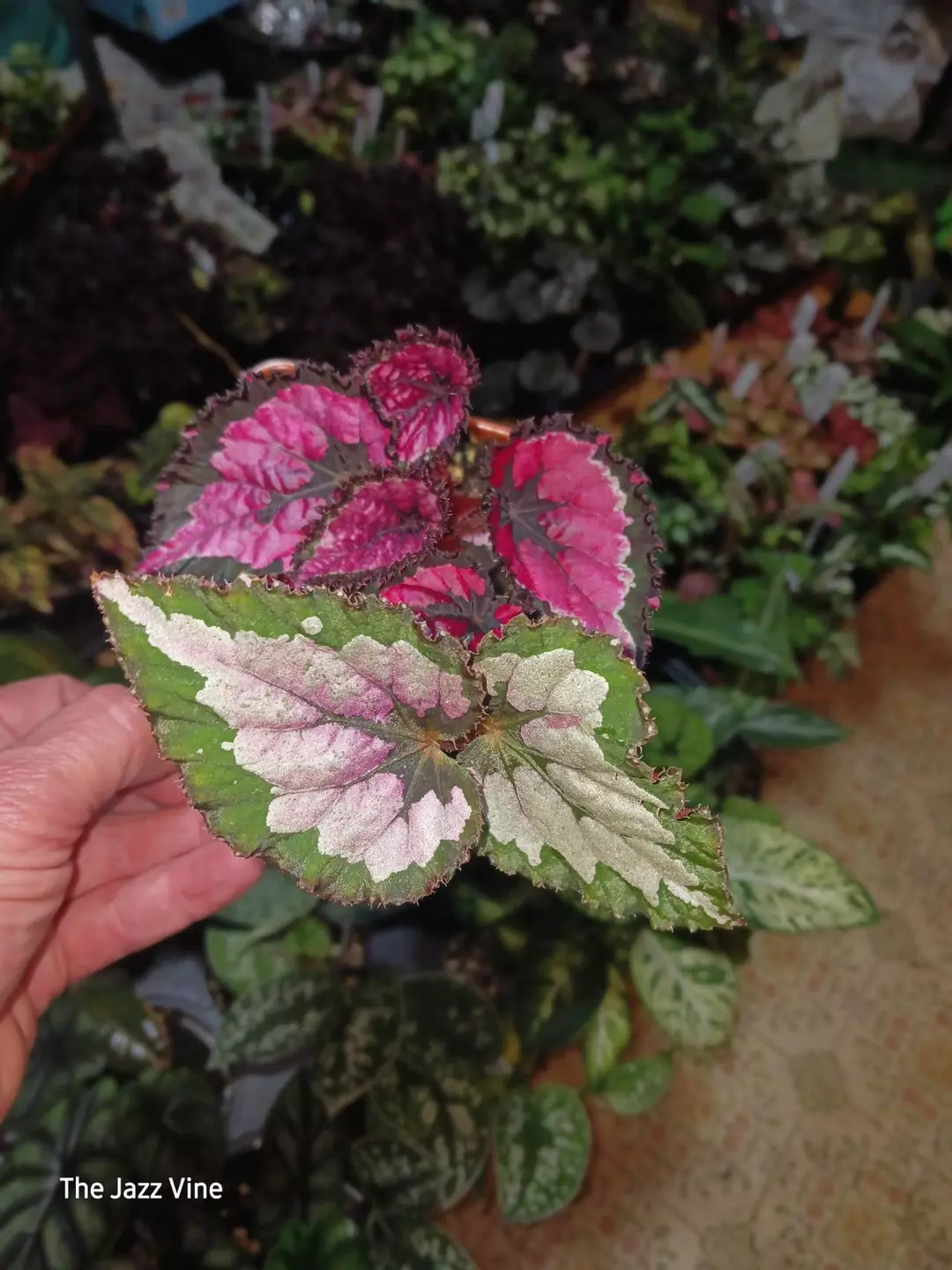 Rex begonia strawberry sherbert thumbnail