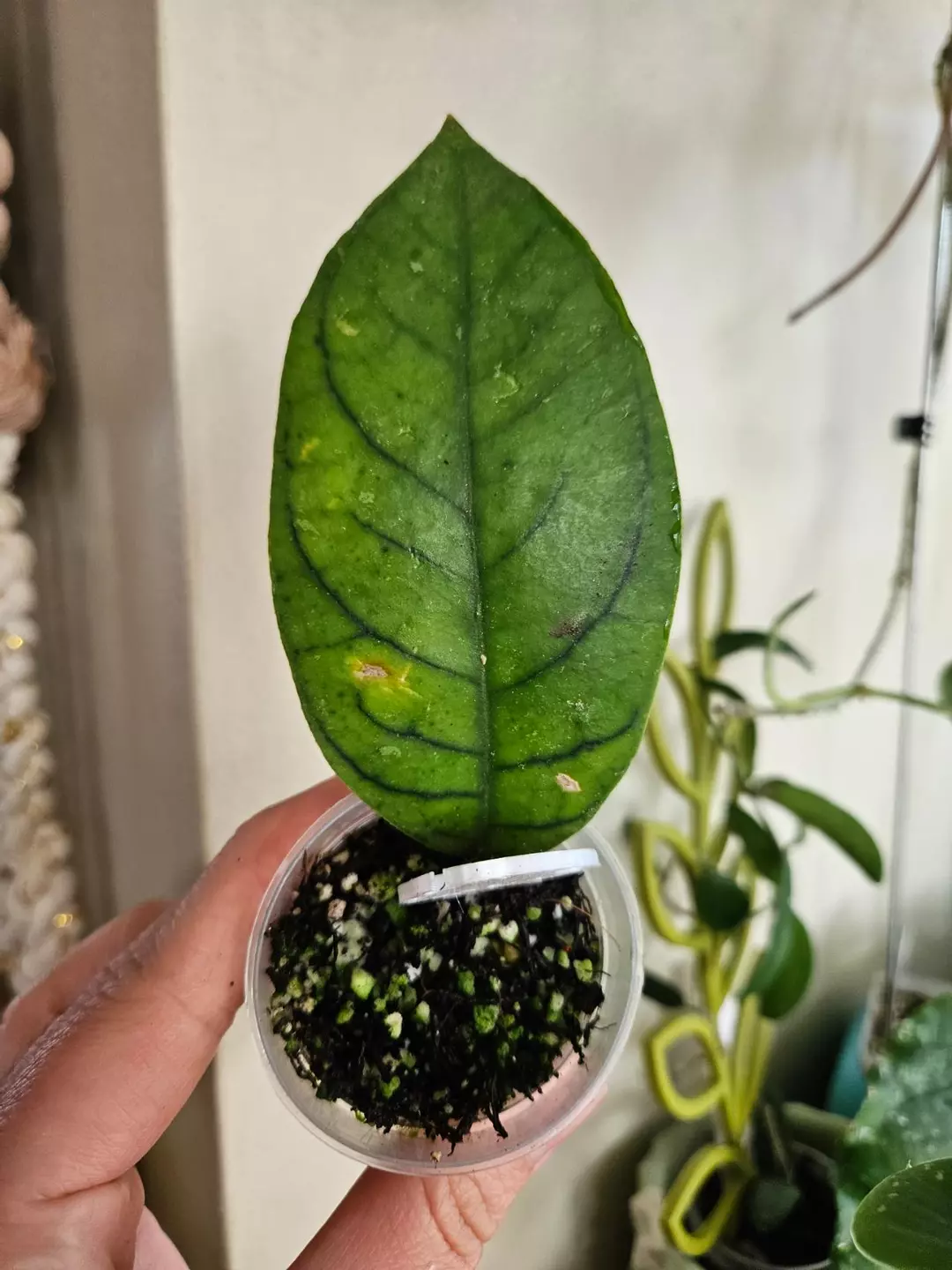 Callistophyla veinless 1 leaf special thumbnail