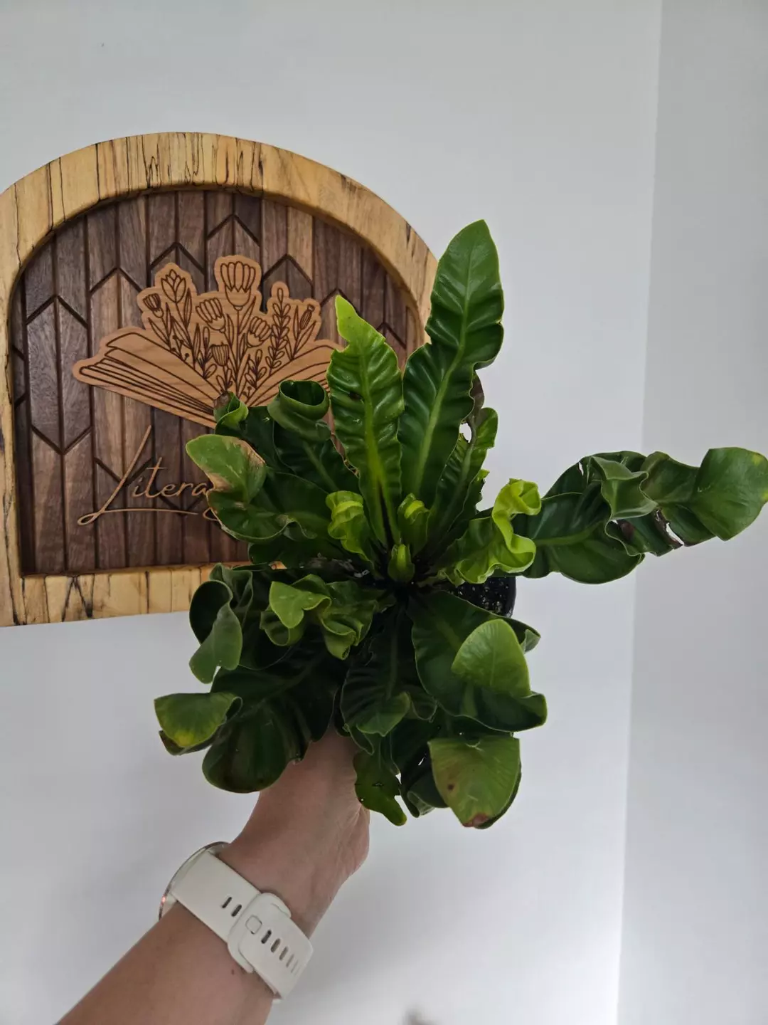 Cobra Fern thumbnail