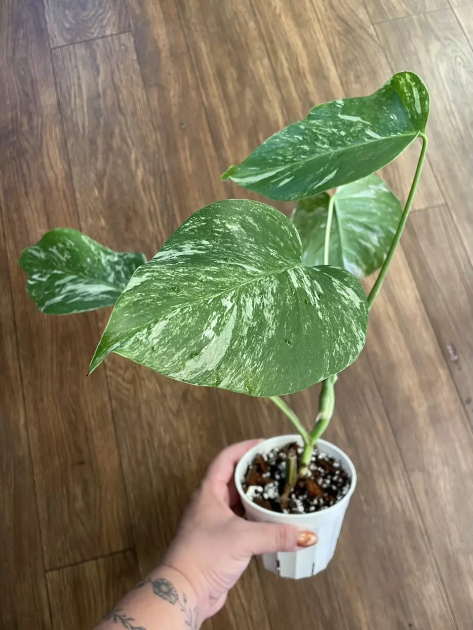 Monstera Albo thumbnail