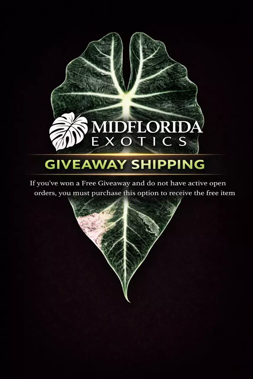 GIVVY SHIPPING thumbnail