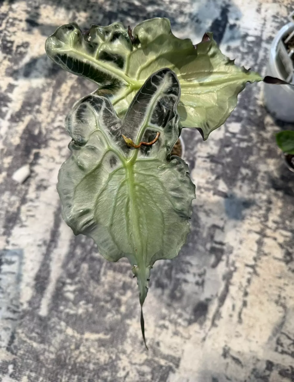 Alocasia venom corm thumbnail