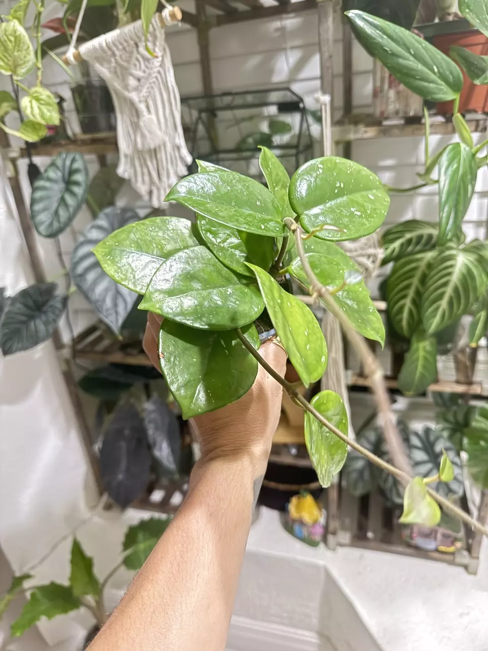 Hoya Krinkle thumbnail