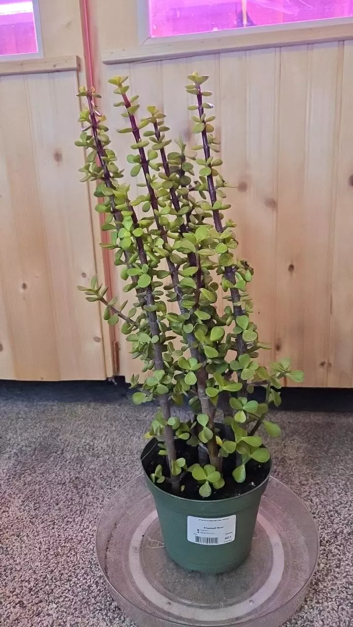 Established Portulacaria afra | 6" Pot | thumbnail