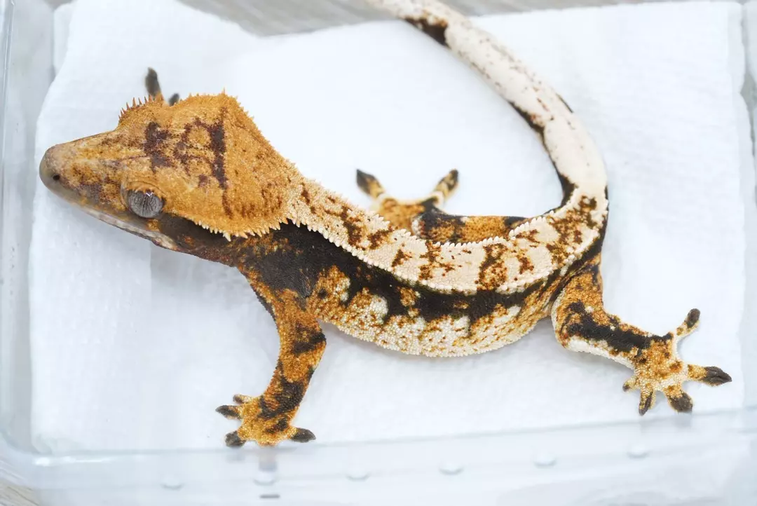 #394 15g female  Emily line tri (Midas x ngf1) thumbnail