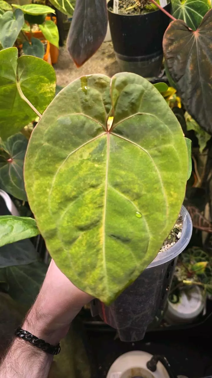 Var RVDP Self thumbnail