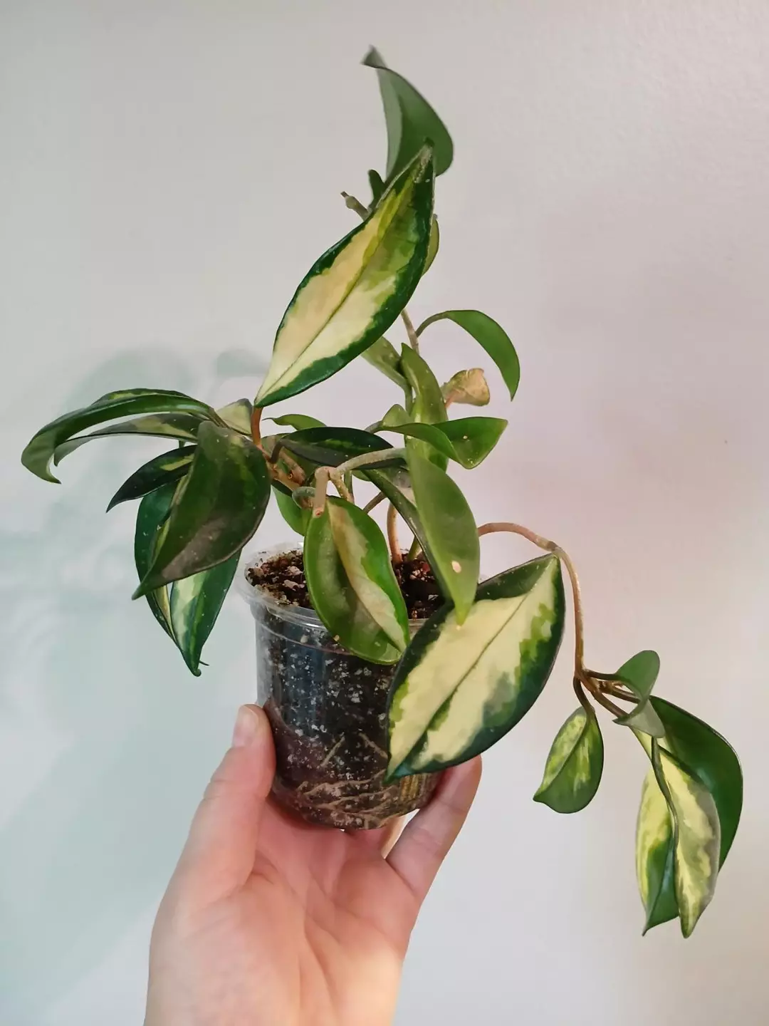 Hoya Krimson Princess thumbnail