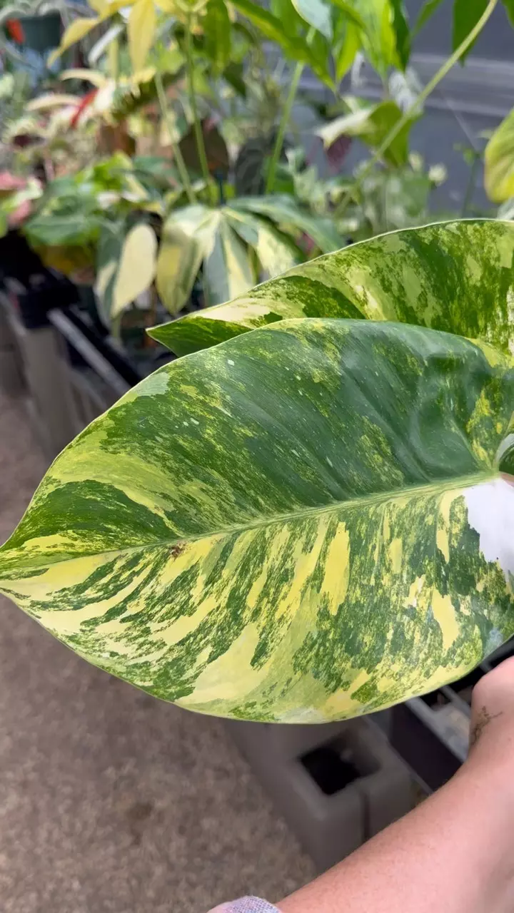 960: White Princess Tricolor Aurea thumbnail