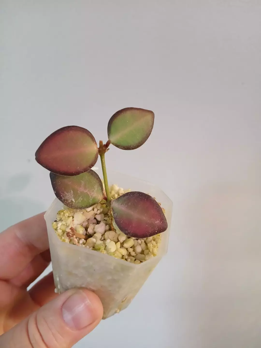 Hoya DS-70 Cutting thumbnail