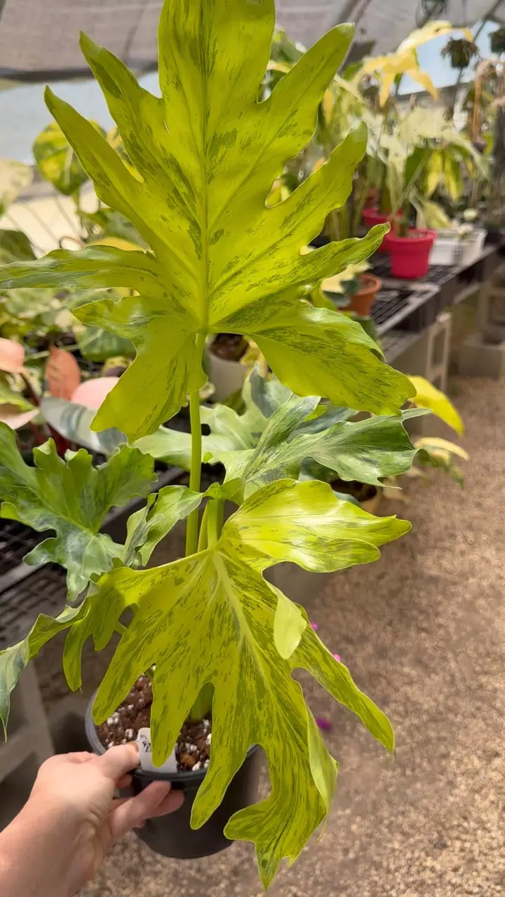 896: Variegated Selloum thumbnail