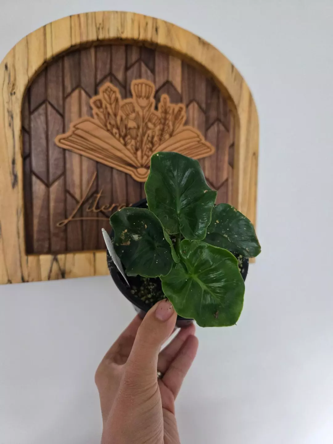 Philodendron Atom thumbnail