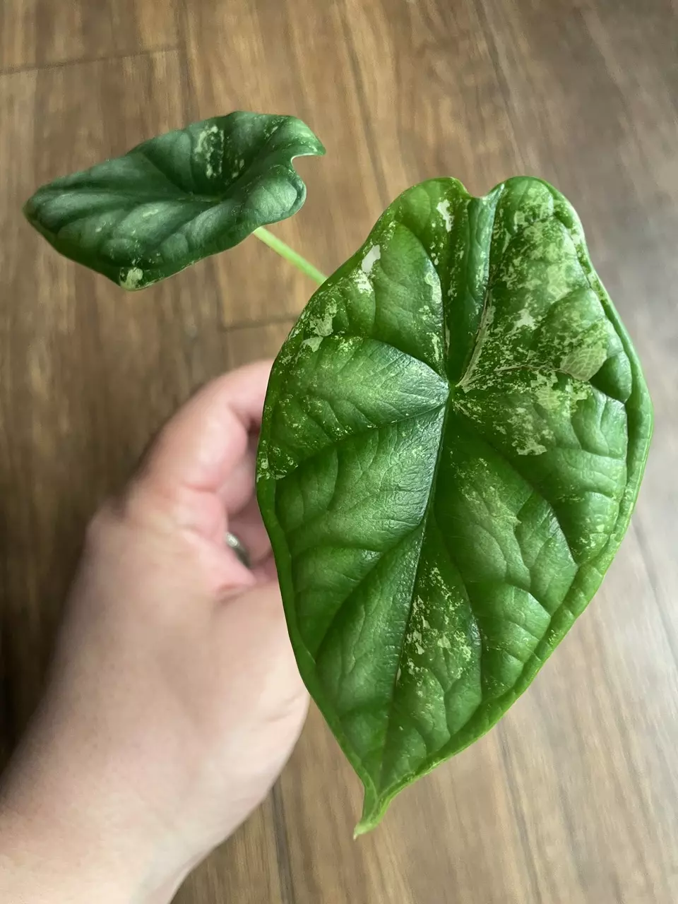 Alocasia Dragon Scale Variegated thumbnail