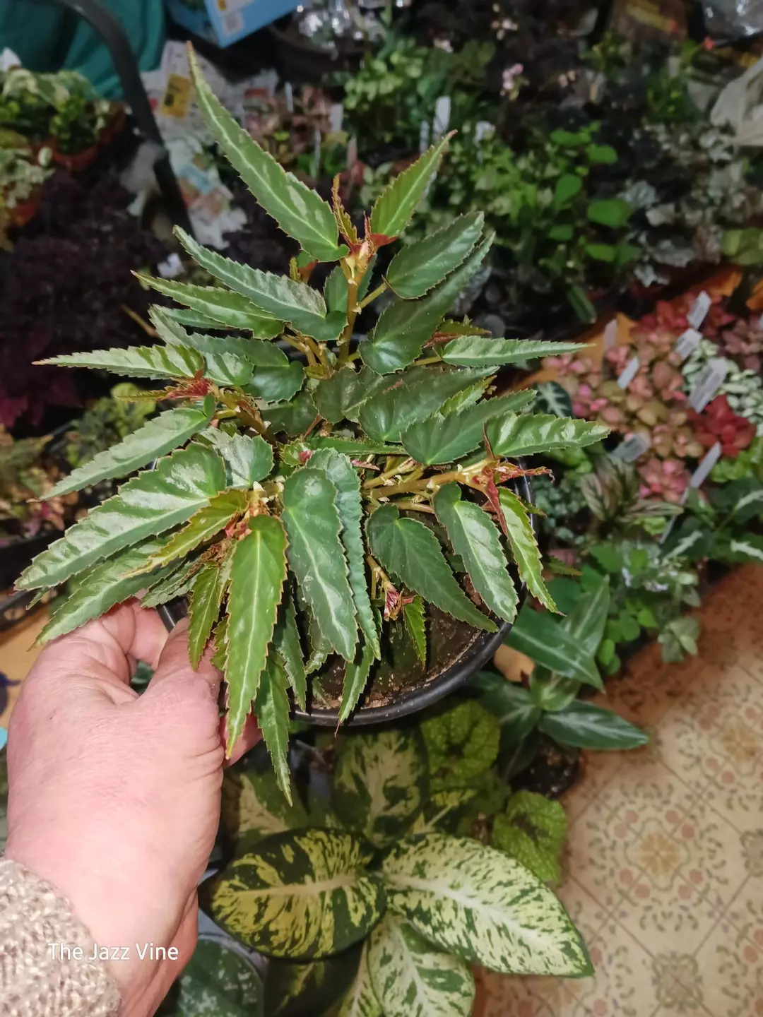 Begonia beauvilia dark salmon thumbnail