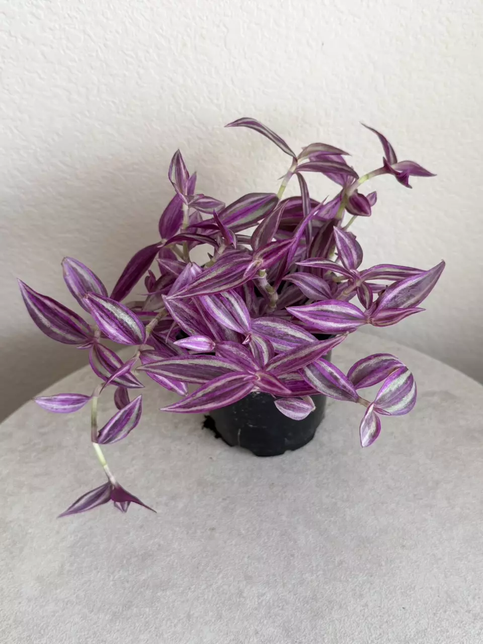 4” Tradescantia Pink Paradise thumbnail
