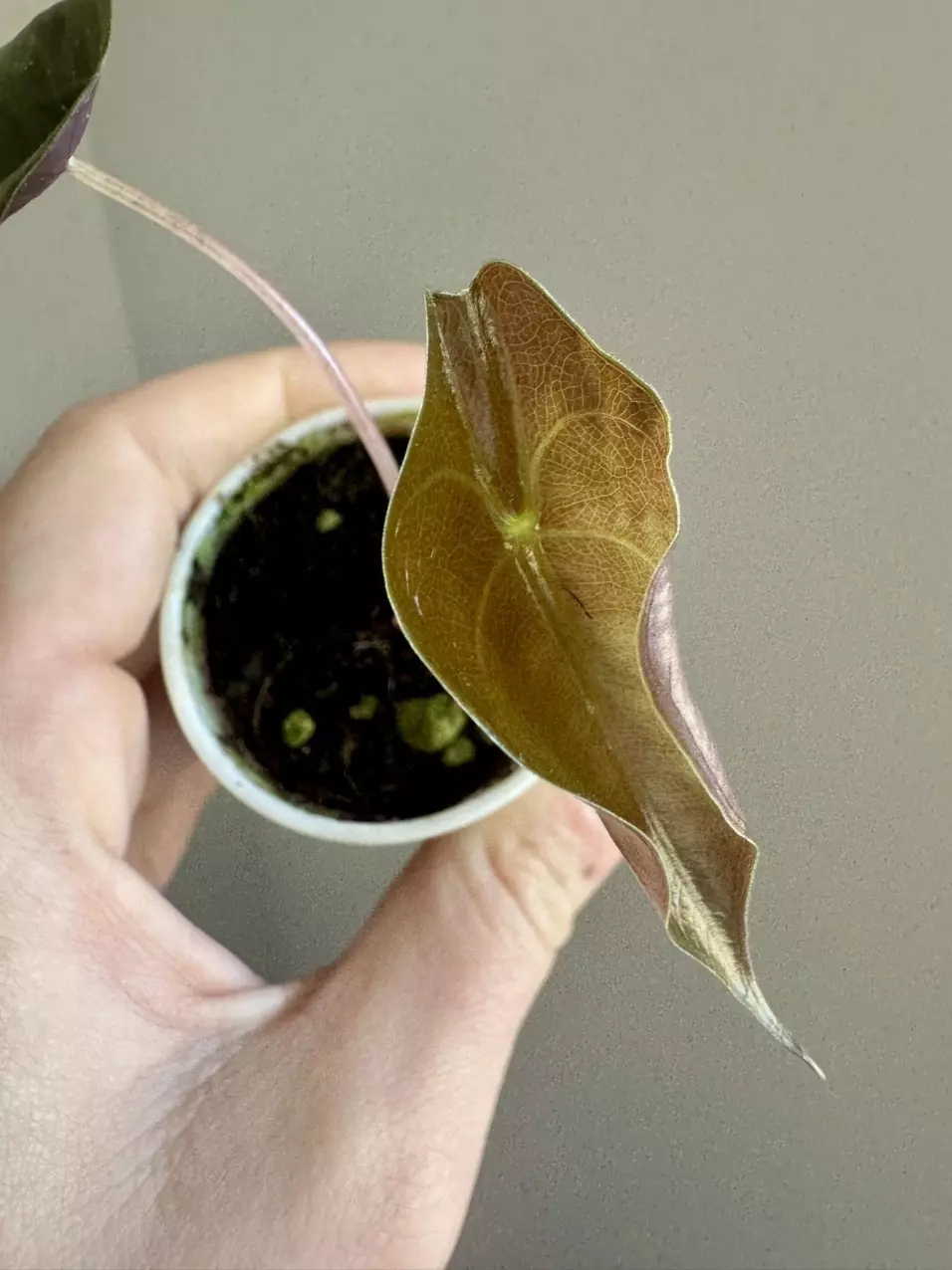 Alocasia Chantrieri from pink mom thumbnail