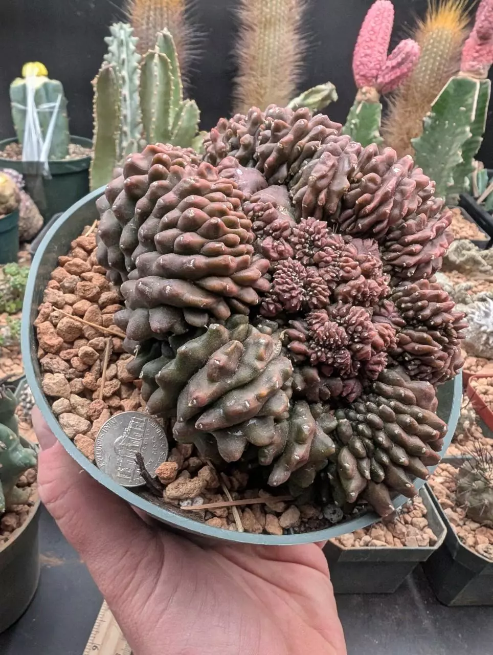 Y0 big inermis Gymno. 6" pot thumbnail