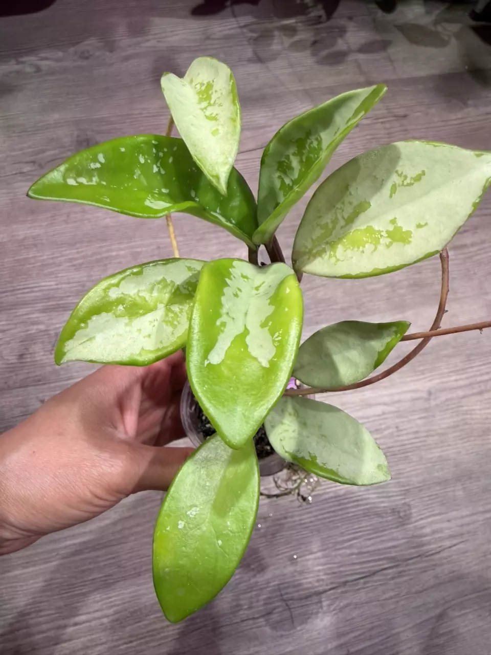 Hoya AH074 thumbnail