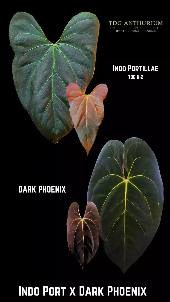 SEEDS - New Anthurium Indo Port x Dark Phoenix 2 Seeds thumbnail