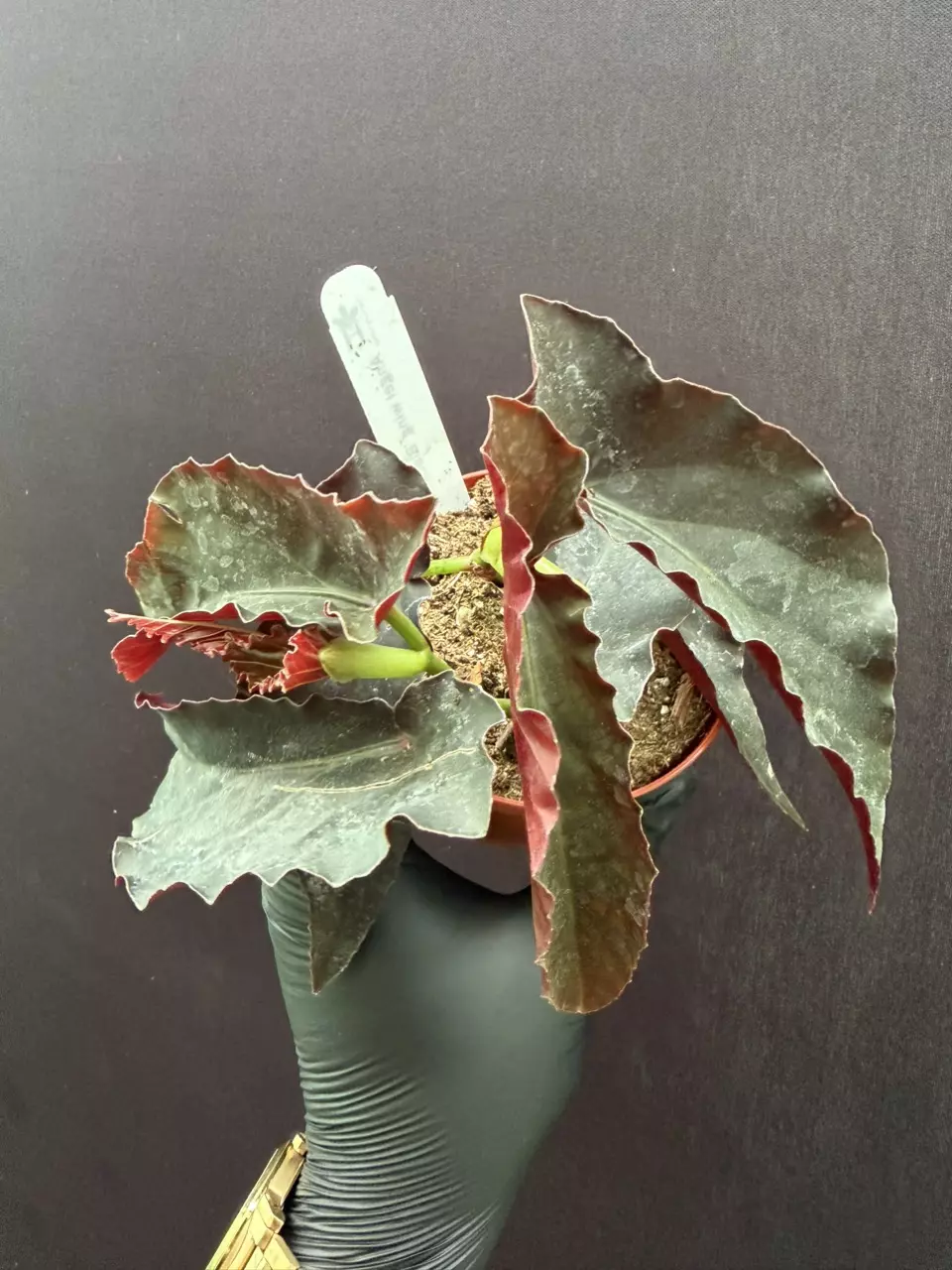 Begonia Black Magic *Exact Specimen thumbnail