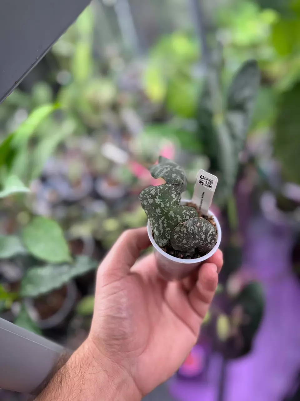 Hoya Imbricata thumbnail