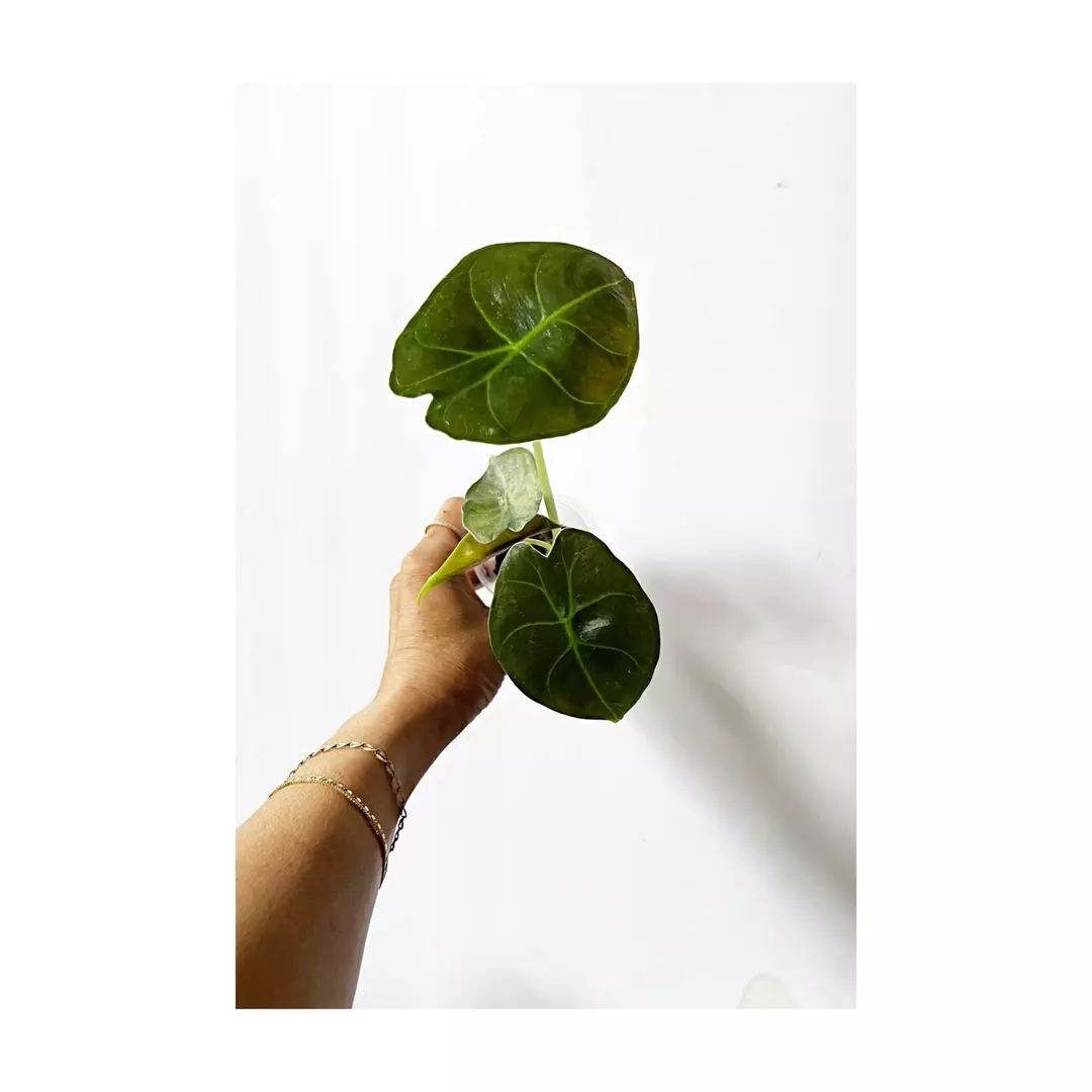 🎋Alocasia Golden Bone thumbnail
