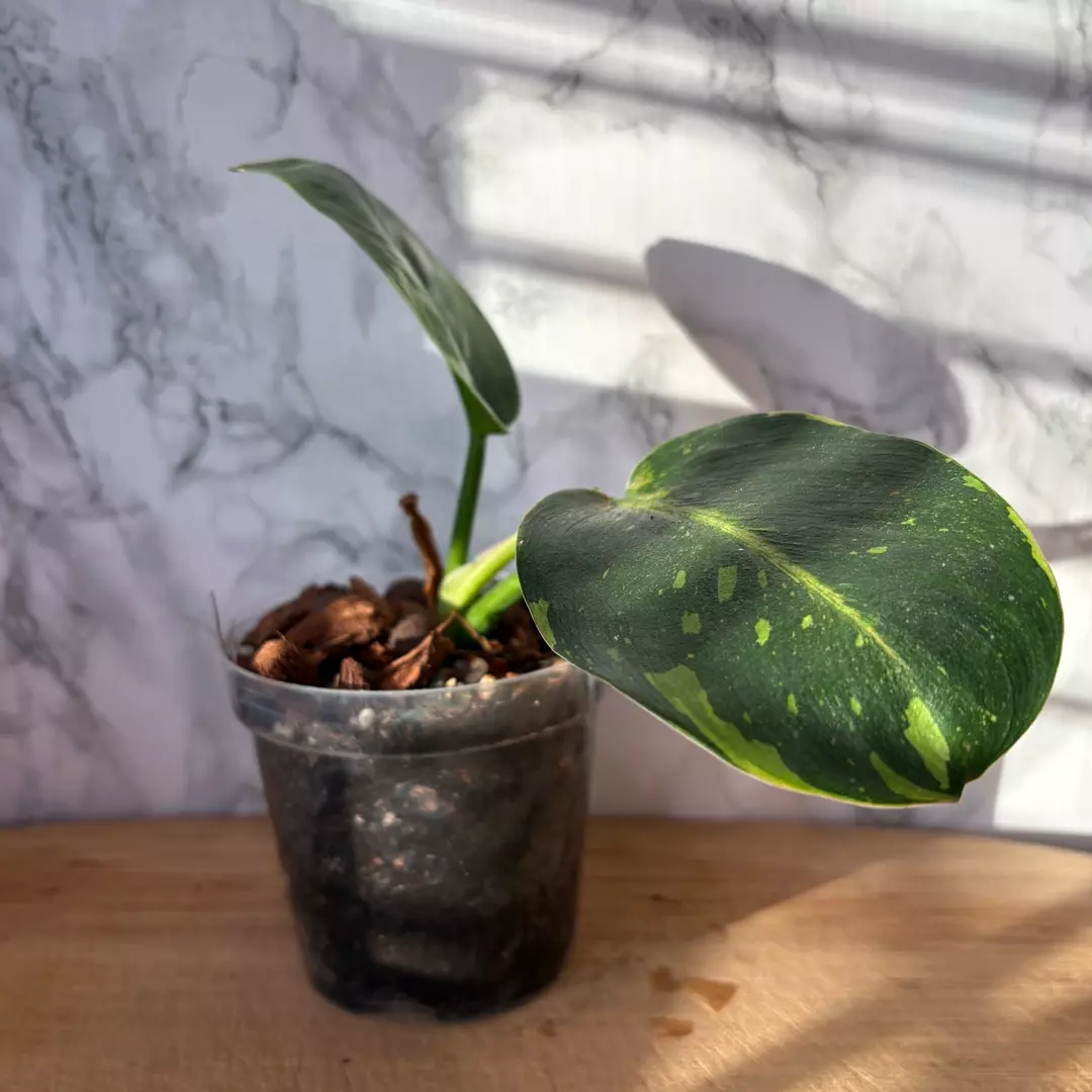 Rehab: Philodendron Green Congo Nuclear 4” thumbnail