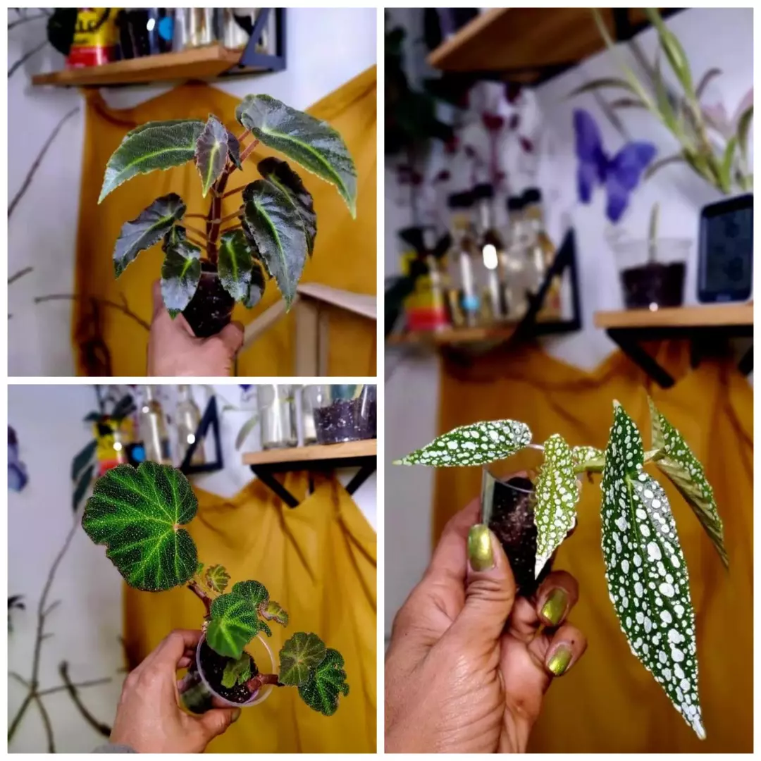 Begonia Bundles‼️🌱🌤 - GROWERS CHOICE thumbnail