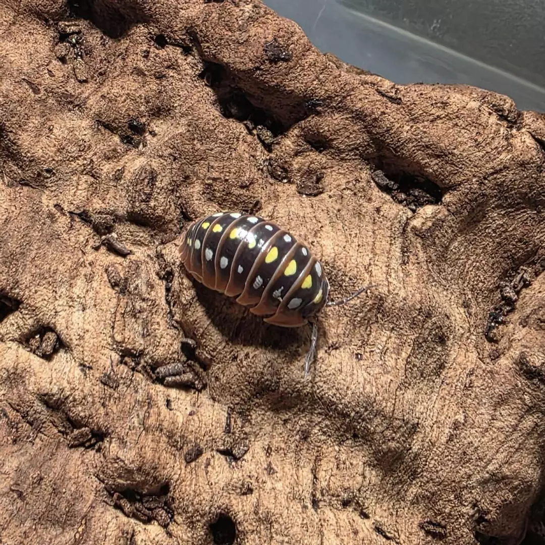 Armadillidium klugii "Montenegro" 10ct thumbnail
