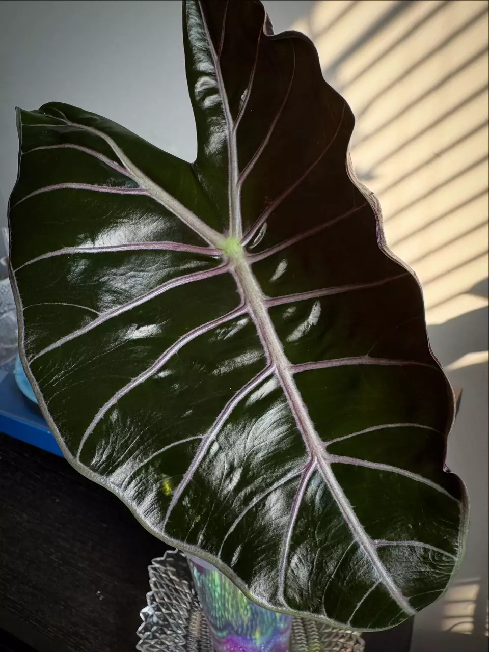 RARE NON-TC Black Satun pink bone CORM thumbnail