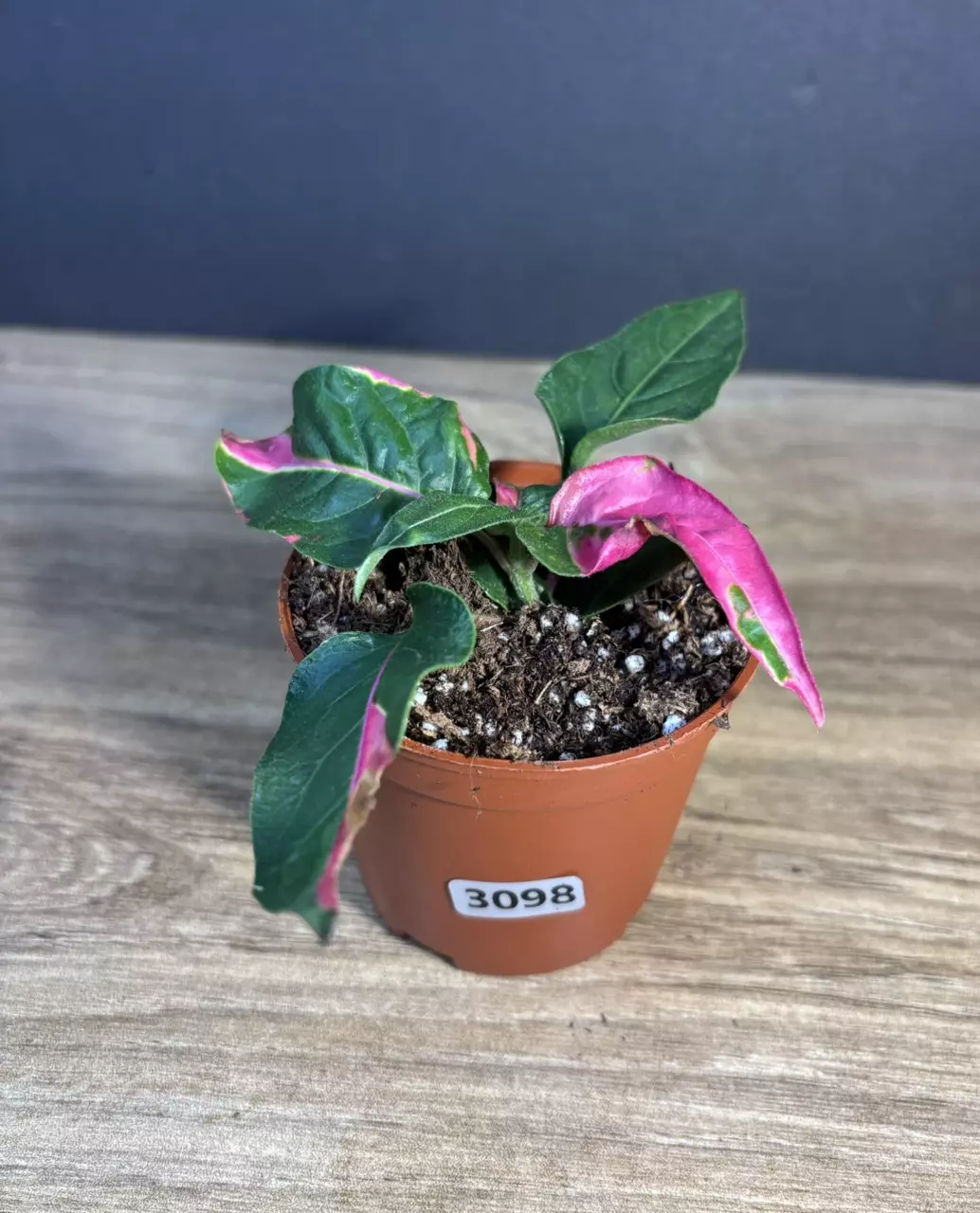 Alternanthera Phycoidea 'Party Time' 3” 3098 thumbnail