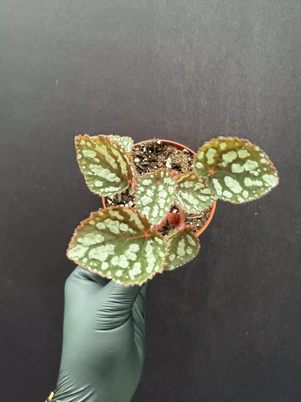 Begonia Betsy *Grower’s Choice thumbnail